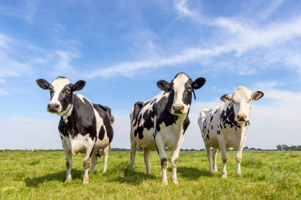 cow